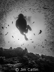 Underwater Halo - A diver appears through the middle of a... by Jim Catlin 